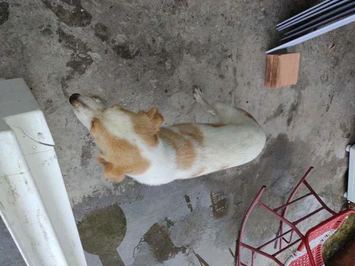 Cachorro raça Pastor com vira lata  idade 1 ano nome Linda