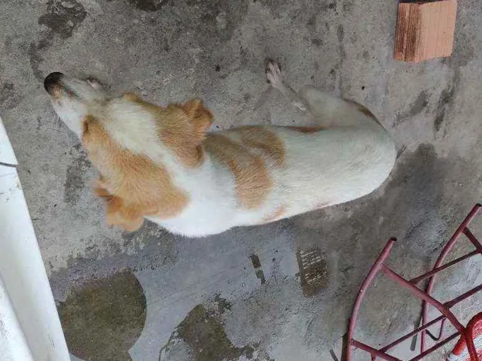 Cachorro raça Pastor com vira lata  idade 1 ano nome Linda