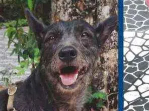 Cachorro raça canino idade 6 ou mais anos nome Nego
