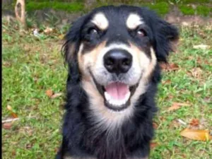 Cachorro raça canino idade 3 anos nome Romário