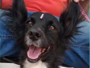 Cachorro raça canino idade 6 ou mais anos nome Lili