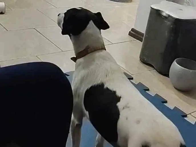 Cachorro ra a Viralata idade 1 ano nome Brucie