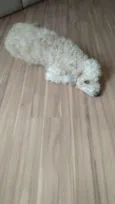 Cachorro raça MESTIÇA POODLE idade 1 ano nome LUNA