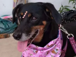 Cachorro raça canino idade 3 anos nome Belinha