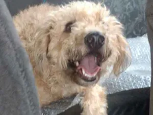 Cachorro raça MESTIÇA POODLE idade 1 ano nome LUNA
