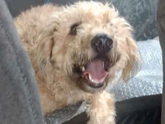 Cachorro raça MESTIÇA POODLE idade 1 ano nome LUNA