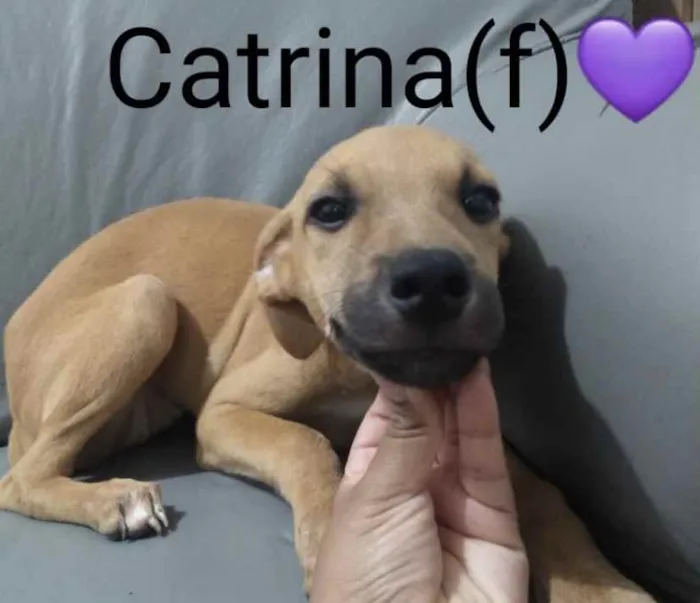 Cachorro ra a SRD idade 2 a 6 meses nome Catrina 