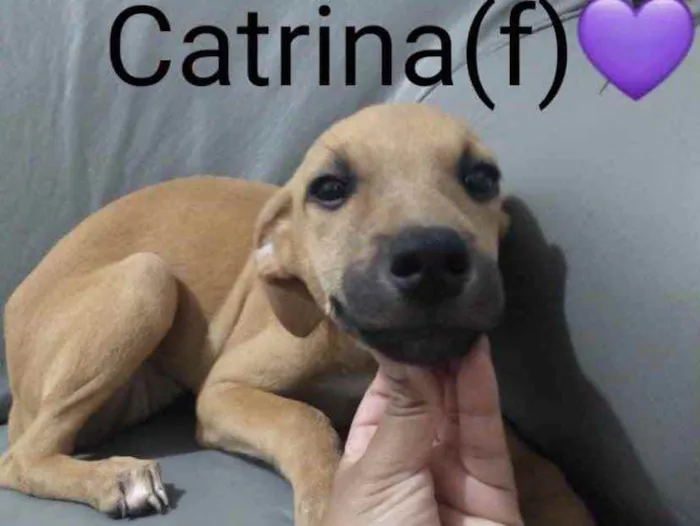 Cachorro ra a SRD idade 2 a 6 meses nome Catrina 