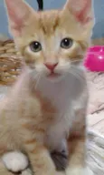 Tininho