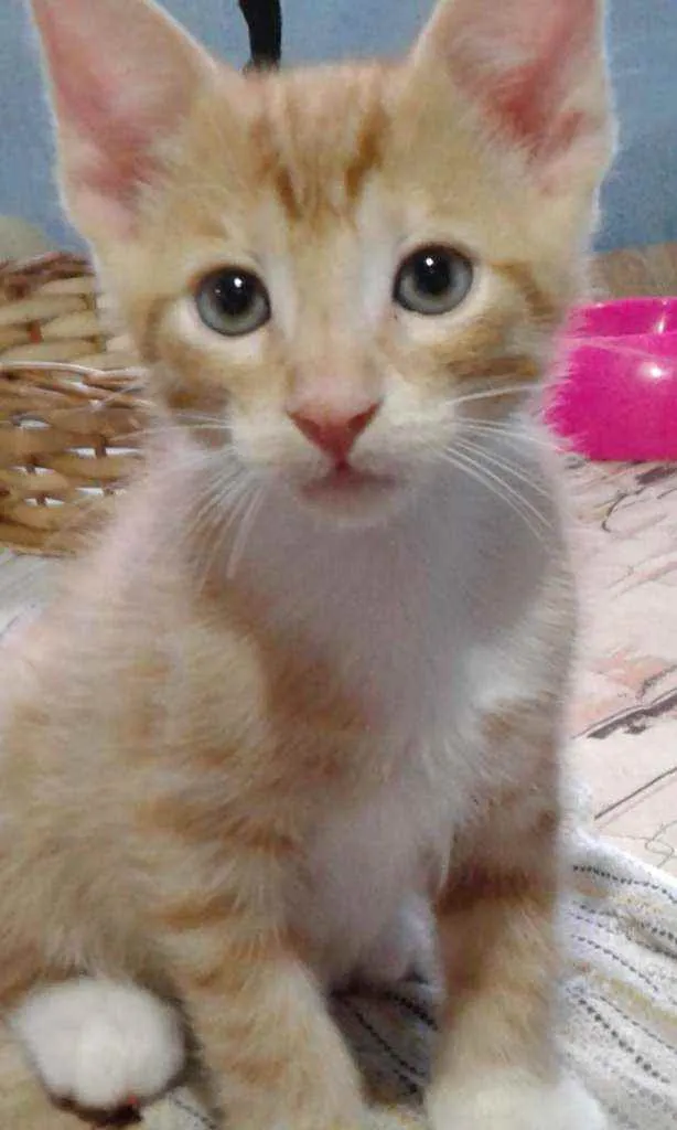 Gato ra a Srd idade 2 a 6 meses nome Tininho