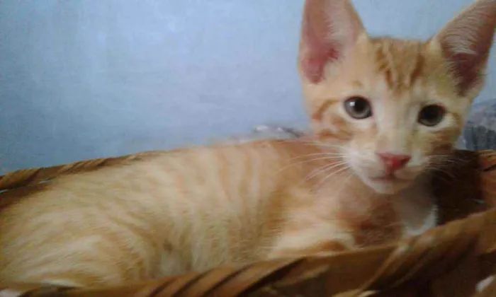 Gato ra a Srd idade 2 a 6 meses nome Tininho
