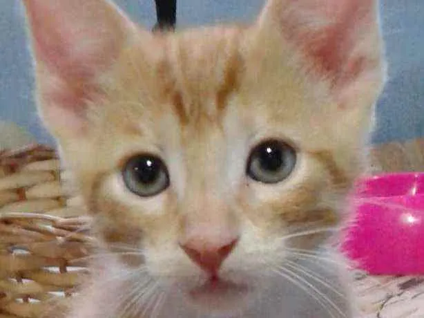 Gato ra a Srd idade 2 a 6 meses nome Tininho