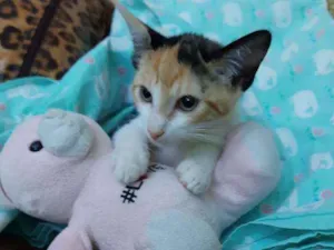 Gato raça Srd idade 2 a 6 meses nome Titi