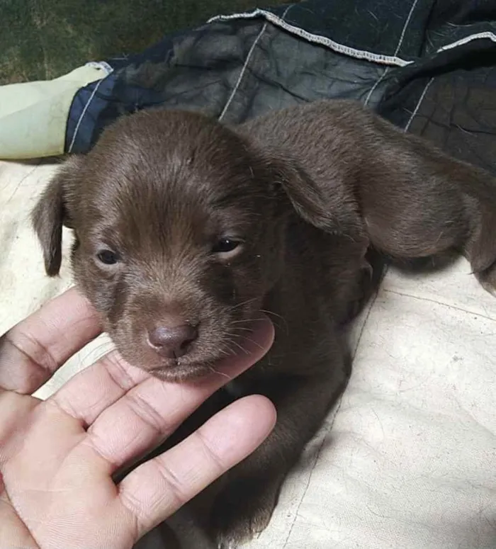 Cachorro ra a SRD idade 2 a 6 meses nome Lucca 
