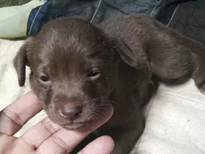 Cachorro raça SRD idade 2 a 6 meses nome Lucca 