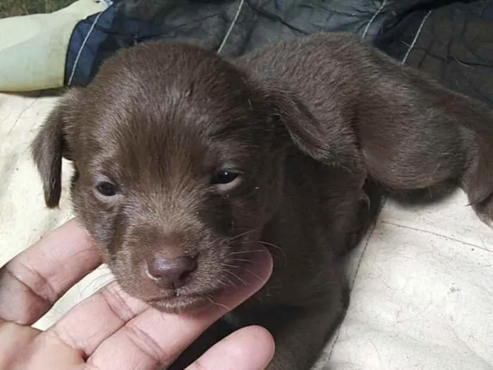 Cachorro ra a SRD idade 2 a 6 meses nome Lucca 