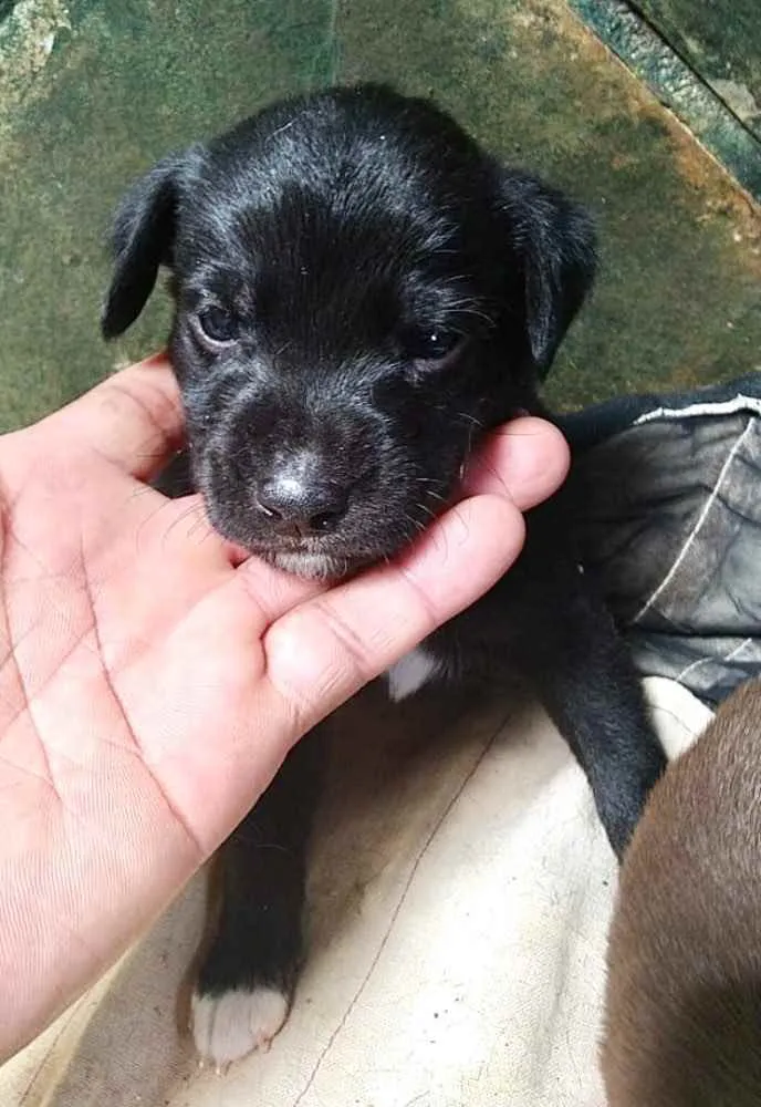 Cachorro ra a SRD idade 2 a 6 meses nome Zulu 