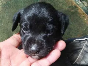 Cachorro raça SRD idade 2 a 6 meses nome Zulu 