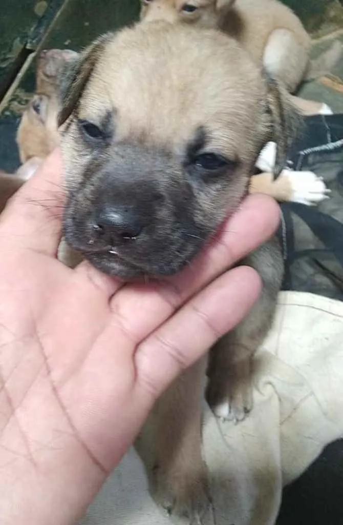 Cachorro ra a SRD idade 2 a 6 meses nome Dudu 