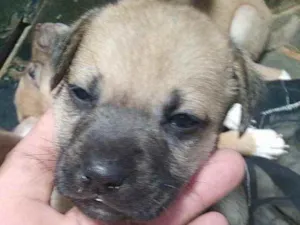 Cachorro raça SRD idade 2 a 6 meses nome Dudu 