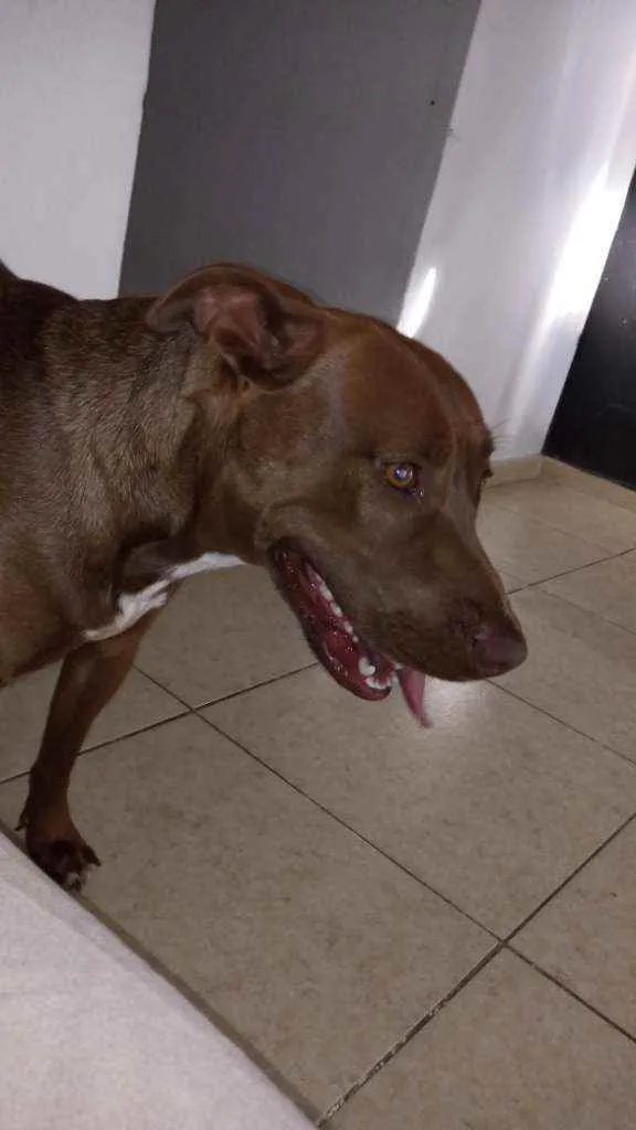 Cachorro ra a Pitbull idade 1 ano nome Scott