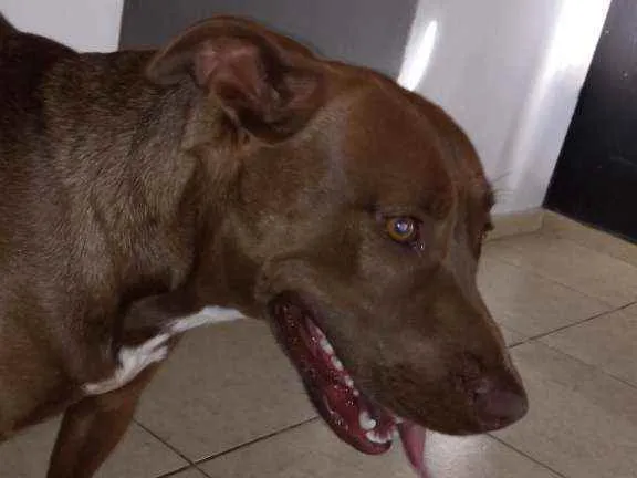 Cachorro ra a Pitbull idade 1 ano nome Scott