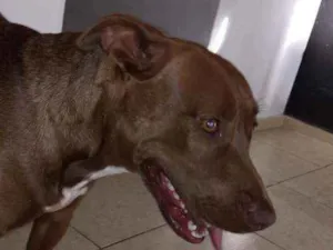 Cachorro raça Pitbull idade 1 ano nome Scott