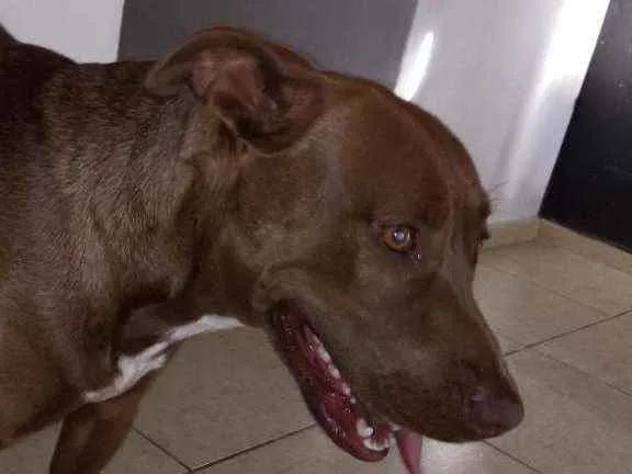 Cachorro ra a Pitbull idade 1 ano nome Scott