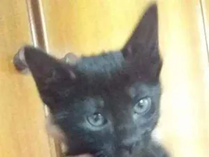 Gato raça Srd idade 2 a 6 meses nome Negrim 