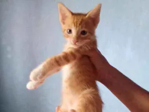 Gato raça Srd idade 2 a 6 meses nome Pietro