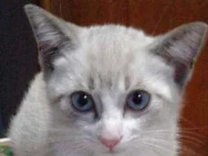 Gato raça Srd idade 2 a 6 meses nome Dindo