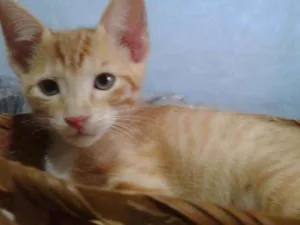 Gato raça Srd idade 2 a 6 meses nome Tininho