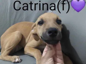 Cachorro raça SRD idade 2 a 6 meses nome Catrina 