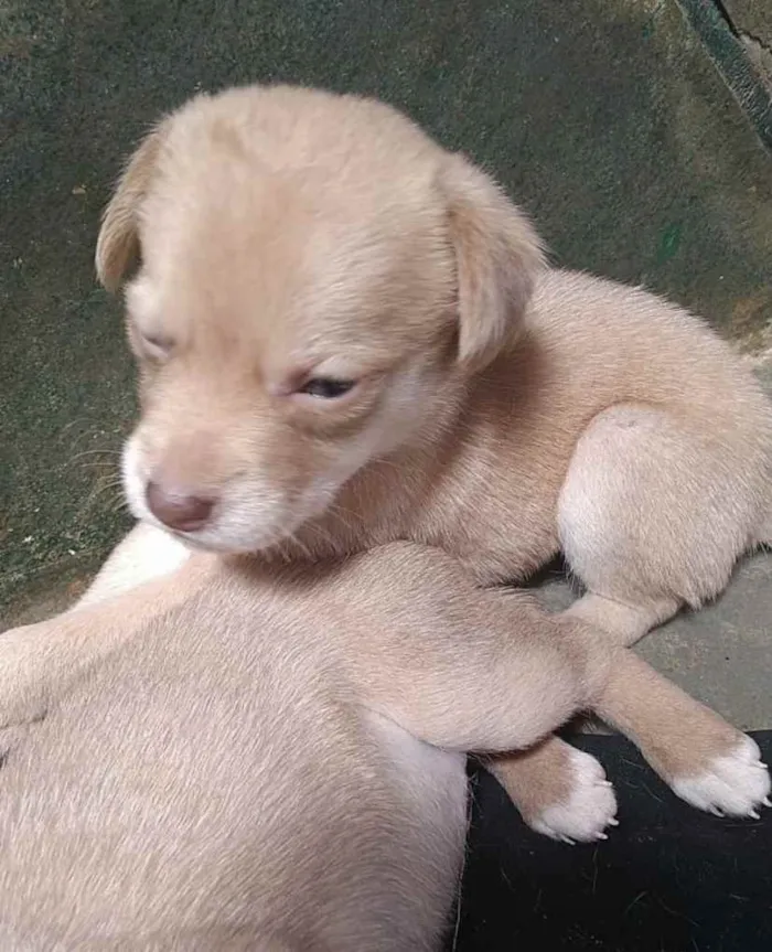 Cachorro ra a SRD idade 2 a 6 meses nome Athina 