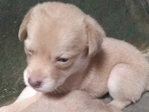 Cachorro raça SRD idade 2 a 6 meses nome Athina 