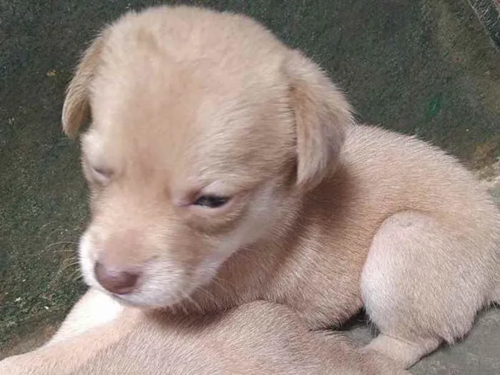 Cachorro ra a SRD idade 2 a 6 meses nome Athina 