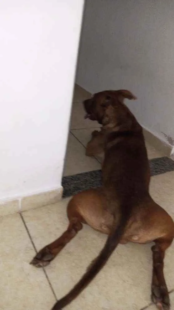 Cachorro ra a Pitbull idade 1 ano nome Scott