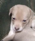 Dalila 