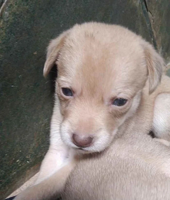 Cachorro ra a SRD idade 2 a 6 meses nome Dalila 