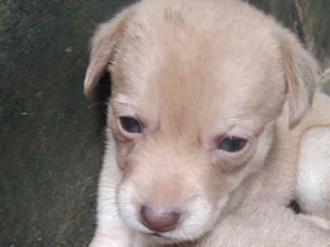 Cachorro raça SRD idade 2 a 6 meses nome Dalila 