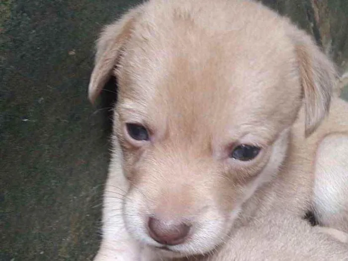 Cachorro ra a SRD idade 2 a 6 meses nome Dalila 