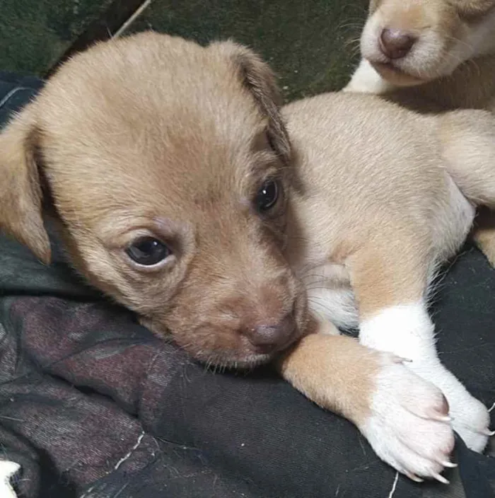 Cachorro ra a SRD idade 2 a 6 meses nome Mabel 