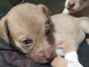 Cachorro raça SRD idade 2 a 6 meses nome Mabel 