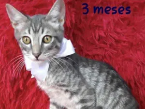 Gato raça SRD idade 2 a 6 meses nome Elvis 