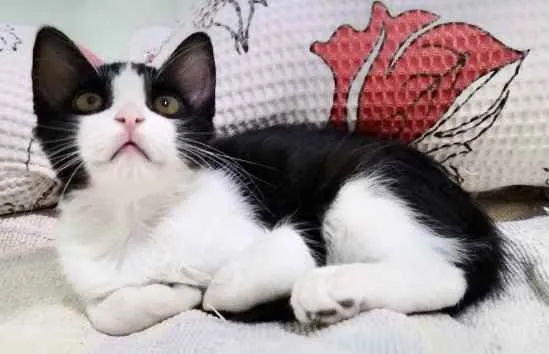 Gato ra a SRD idade 2 a 6 meses nome Freddy 