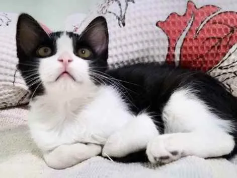 Gato ra a SRD idade 2 a 6 meses nome Freddy 