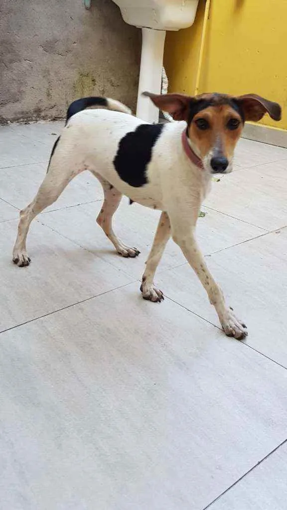 Cachorro ra a Vira lata idade 1 ano nome Cachorra