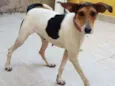 Cachorra