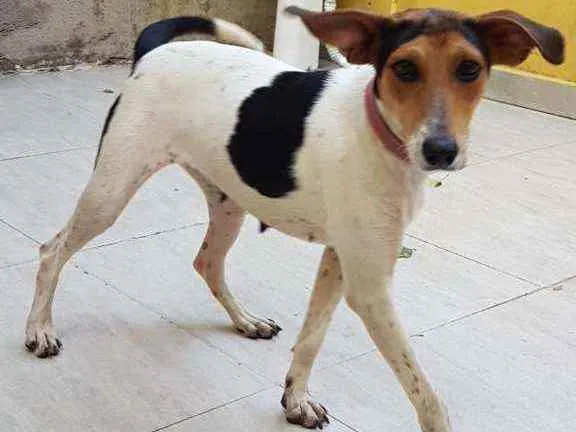 Cachorro ra a Vira lata idade 1 ano nome Cachorra