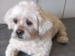 Cachorro raça  idade  nome Jade Pequenina